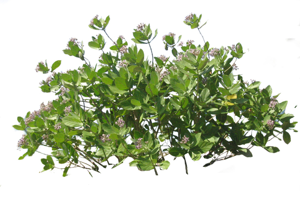 Calotropis Gigantea