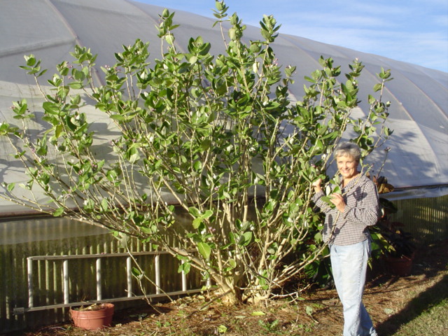 Calotropis, SSP
