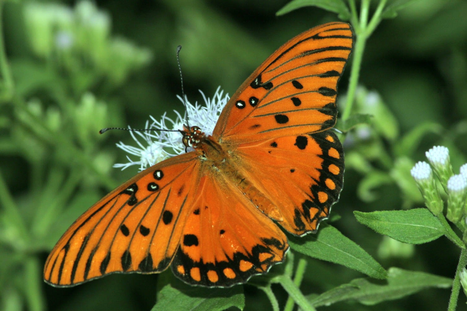 Gulf Fritillary and Passion Vine Butterfly Growing Kits