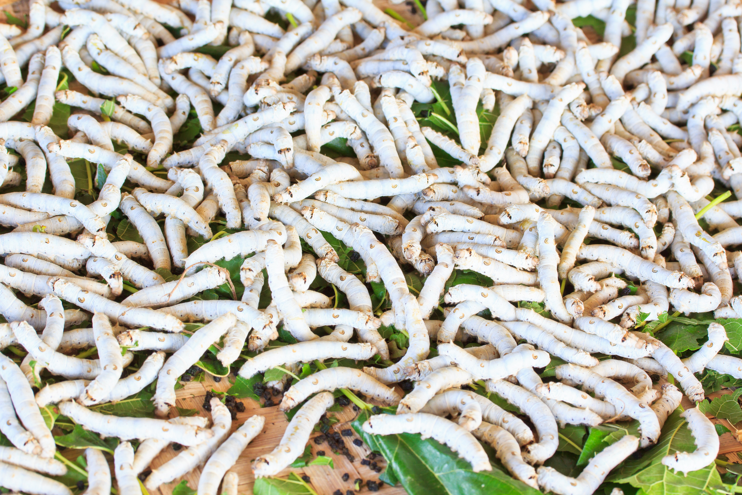 Silkworm Larvae