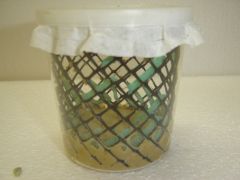 Manduca sexta rearing cups/lids, 9-oz (25), clear, polypropylene, with black plastic mesh ventilated clear lid.  Excellent cup for rearing early instar Manduca sexta, RC955.