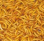 Live Mealworms, 250 (Darkling Beetle larvae) Ship ASAP, and complete instructions, MW500A