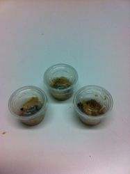 Metasphere Painted Lady Butterfly Certificate (3 cups of 1 Larvae) (PCM3)
