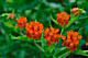 Asclepias tuberosa  (Butterfly Weed), Packet of  20-40 seeds, (AT40)