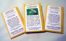 Asclepias curassavica, Tropical Milkweed Seeds, Packet of 300 seeds. (AC300)