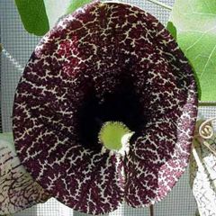 Aristolochia durior, Dutchmans  Pipe  (Pipevine), Packet of 100 seeds, ADU100