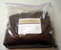 Asclepias speciosa  (Showy Milkweed) Bulk 1 Lb Bag, ASP200