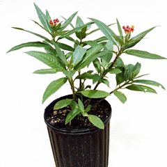 Milkweed Plant, ship plant ASAP, No mail In certificate,  (BF100A)