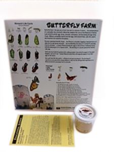 Butterfly Farm  Painted Lady Butterfly Rearing Kit -Ship livestock ASAP - No Certificate (BF300A)