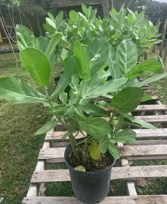 Giant Milkweed Tree (Calotropis gigantea), Crown Flower, 1-gallon,  MPC200A