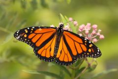 Monarch Butterflies, certificate for 1 Dozen adult  Monarch Butterflies,  MBA12