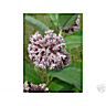 Asclepias syriaca, (Common Milkweed)  Seeds, Packet of  20-40 seeds (ASY40)