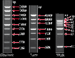 DNA Markers, Low Range, (250bp-3000bp), 2ml, 100 loadings,  SM30