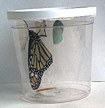 Educational Science Monarch Butterfly and Milkweed Plant Growing  Kit MGK200 