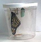 Monarch Butterfly (Danaus plexippus) Pupae ( Eastern), Mail in certificate for Monarch pupae MPU12