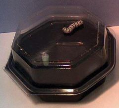 Square Plastic  Hinged,  7 x 7 x 3.5  Inch   Rearing  Container - 20 cages (RC600)