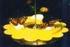 Butterfly Feeder, Flutterby, BUF100