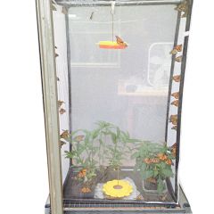Lepidtarium - Butterfly and Moth Terrarium / Parasitoid-Proof Rearing, Breeding, Display Cage/Habitat -16.5x30x48-in 13.75 Cu. Ft.(LH100)