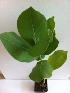 Asclepias, Calotropis spp. (Giant Milkweed Tree) Crown Flower, packet of 10-20 seeds, ACG20