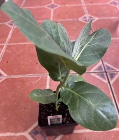 Giant Milkweed, (Calotropis  procera), Crown Flower,   certificate for, MPC100