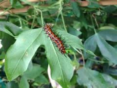 Gulf Fritillary & Passion Vine Plant Growing Kit (Ship plant and larvae ASAP - no certificate) (GGK100A)