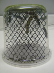 Monarch Artificial Diet, Dry Mix , 168g, AD101