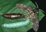 Tobacco Hornworm (Manduca sexta) Professional Breeding Kit,  THK1000