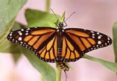 Monarch Butterfly, Adults, 25/box, MBU25