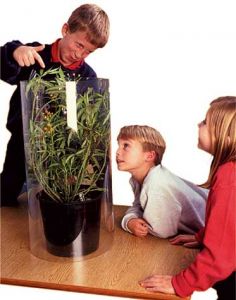 Monarch & Milkweed Plant Growing Kit (Ship plant and  Eastern larvae ASAP - no certificate) (MGK100A)