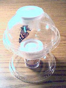 Metasphere  with Painted Lady Butterfly Certificate (1-3 larvae), MPC13