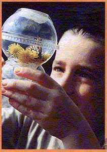 Metasphere  ™ Each, MSP1001