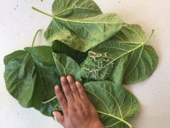 Mulberry Tree, Host Plant for Silkworms,  Certificate, MT100 