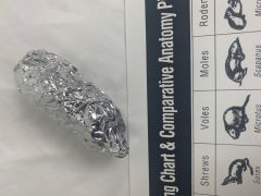 Owl Pellet, Super Size ( 2-inch and greater) foil wrapped, heat sterilized, OP100S