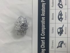 Owl Pellet, Small ( less than 1.50in ), Sterile, Foil Wrapped , heat sterilized (OP100)