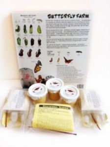 Painted Lady  Butterfly set-up culture, Certificate for 100 painted lady larvae, food, 90 cups, PC100