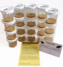 Painted lady set-up culture with pre-made food, 100 painted lady larvae (ship ASAP), 20 cups of 5 larvae, PC450A 