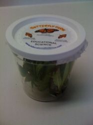 Monarch Butterfly (5-10)  Eastern Larvae shipped ASAP - no certificate) (MC61A)