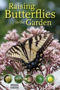 Raising Butterflies In The Garden, RBG101