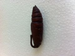 Hummingbird Hawkmoth  (Manduca sexta) Pupae Certificate, MSP100