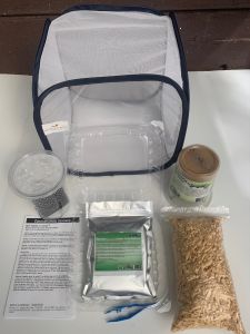 Hummingbird Hawkmoth ( Manduca sexta) Classroom Discovery Kit, Ship ASAP-No Certificate, THK15A