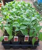 Tomato Plant (Solanum lycopersicum), manduca sexta host plant, certificate TP100