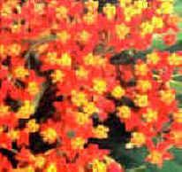Asclepias curassavica  (Tropical Milkweed), Packet of 40 seeds, (AC40)