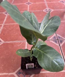 Giant Milkweed, (Calotropis procera), Crown Flower, certificate for, MPC100