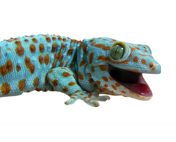 Manduca sexta Professional Breeding Kit THK1000