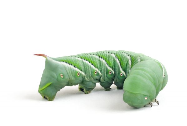 Hornworm Set-Up Culture, 100 Eggs, HUTS & Instant Diet