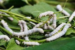Silkworms (Bombyx mori), Bulk,  100 silkworms, Shipped on Fresh Mulberry Leaves, SWB100