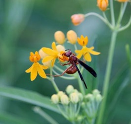 Is your Milkweed and butterfly cages killing your Monarch caterpillars?