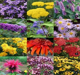 Plant a home or school Butterfly Garden or "Waystations" for migrating Monarch Butterflies.