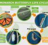 monarch_life_cycle