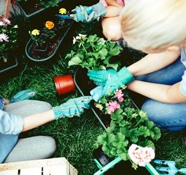 Everything that you need to know for growing a butterfly garden